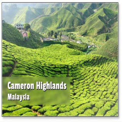 Malaysia Cameron Highlands Tea Plantation Refrigerator Magnet
