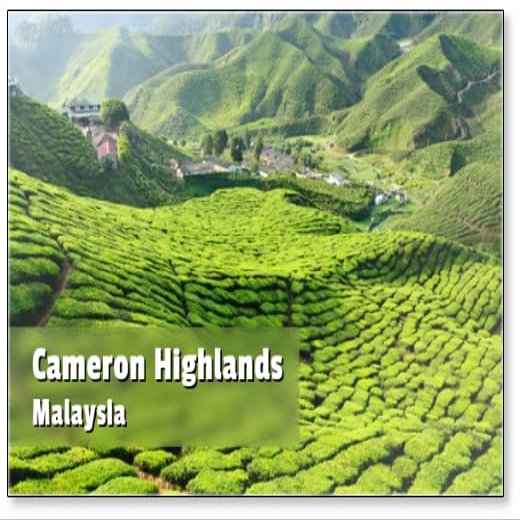 Malaysia Cameron Highlands Tea Plantation Refrigerator Magnet