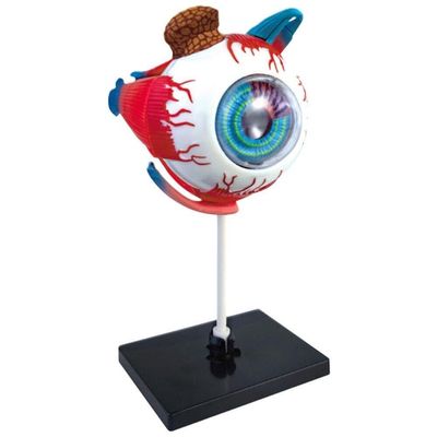 Luxylei 4D Anatomical Model of the Human Eye, Assembled Human Anatomy Model, Eye Structure Anatomy Model, Human Skeleton Anatomical Model