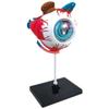 Luxylei 4D Anatomical Model of the Human Eye, Assembled Human Anatomy Model, Eye Structure Anatomy Model, Human Skeleton Anatomical Model view 1
