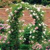 Bcojnlue Heavy-Duty Metal Garden Arch, Black, W240 x H230 cm view 4