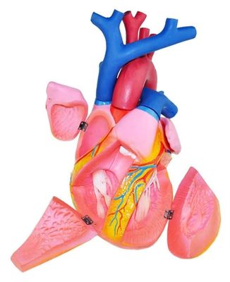Heart Anatomy Model, 5× Magnification