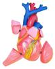 Heart Anatomy Model, 5× Magnification view 1
