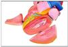 Heart Anatomy Model, 5× Magnification view 2