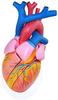 Heart Anatomy Model, 5× Magnification view 3