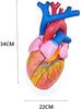 Heart Anatomy Model, 5× Magnification view 4