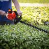 iondelce 24-Inch Quiet, Fuel-Efficient Gas Hedge Trimmer, Red view 2