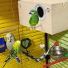 Wooden Budgerigar Breeding Box with Perch Holder view 3