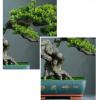 YQINQIN83B Artificial Bonsai Plant view 4