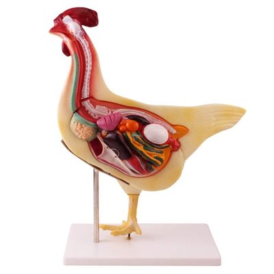 Chicken Anatomy Model for Study and Teaching