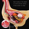 Chicken Anatomy Model for Study and Teaching view 2