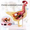 Chicken Anatomy Model for Study and Teaching view 3