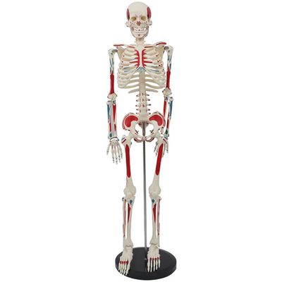 ATJOGWIN 33.5-Inch Human Skeleton Model with Full-Body Muscle Origin and Insertion Markings, Hanging Style