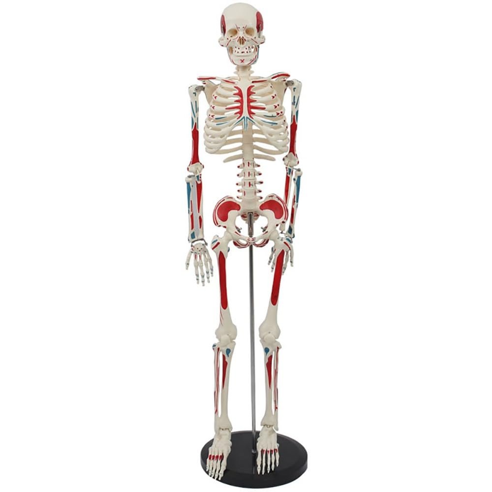 ATJOGWIN 33.5-Inch Human Skeleton Model with Full-Body Muscle Origin and Insertion Markings, Hanging Style