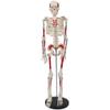 ATJOGWIN 33.5-Inch Human Skeleton Model with Full-Body Muscle Origin and Insertion Markings, Hanging Style view 1
