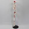 ATJOGWIN 33.5-Inch Human Skeleton Model with Full-Body Muscle Origin and Insertion Markings, Hanging Style view 2