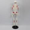 ATJOGWIN 33.5-Inch Human Skeleton Model with Full-Body Muscle Origin and Insertion Markings, Hanging Style view 3