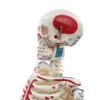 ATJOGWIN 33.5-Inch Human Skeleton Model with Full-Body Muscle Origin and Insertion Markings, Hanging Style view 4