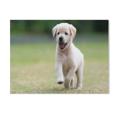 BEAYODKP Paint by Numbers Kit for Adults, Dogs and Puppies, Labrador/Golden Retriever, 50 x 60 cm (19.6 x 23.6 in)