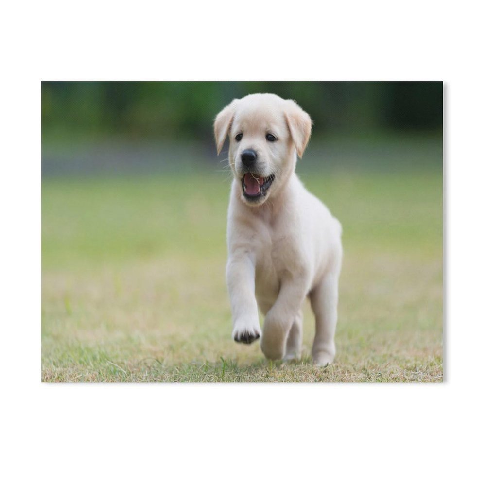 BEAYODKP Paint by Numbers Kit for Adults, Dogs and Puppies, Labrador/Golden Retriever, 50 x 60 cm (19.6 x 23.6 in)