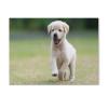 BEAYODKP Paint by Numbers Kit for Adults, Dogs and Puppies, Labrador/Golden Retriever, 50 x 60 cm (19.6 x 23.6 in) view 1