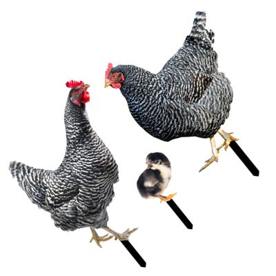 Parliky 3-Piece Decorative Acrylic Chicken Garden Stakes, Durable and Sturdy