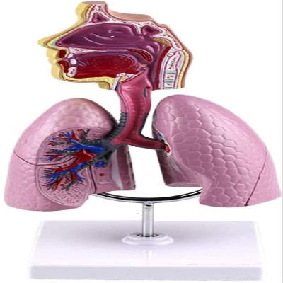Human Respiratory System Anatomy Model