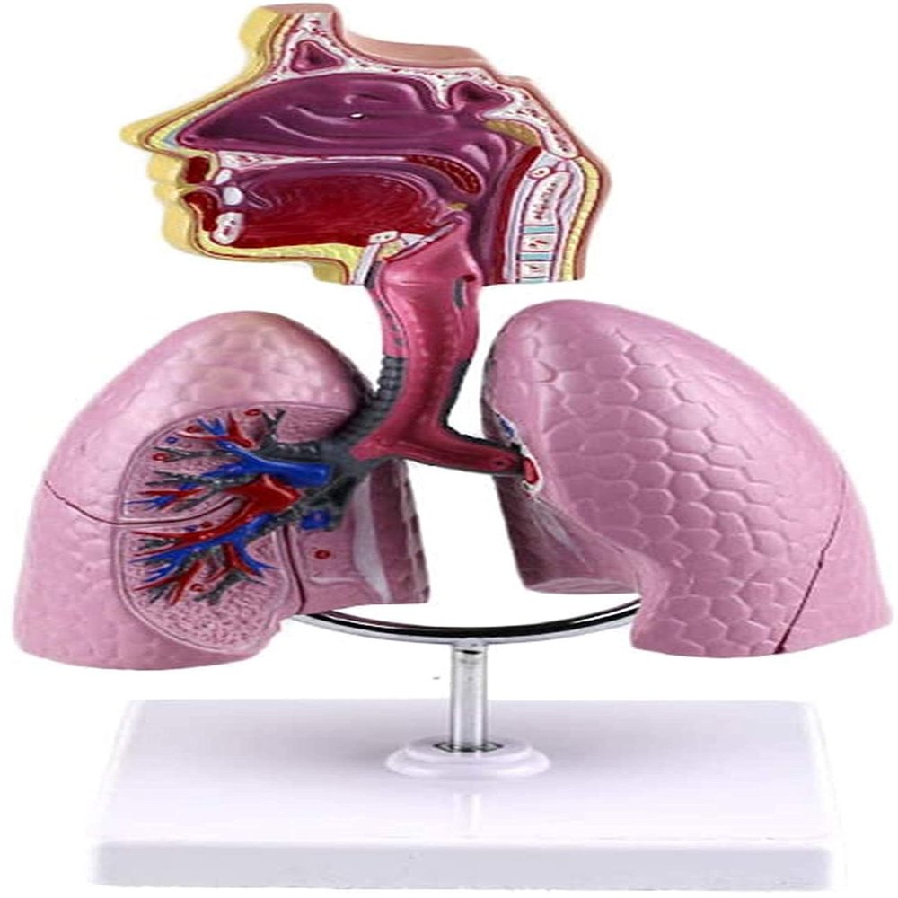 Human Respiratory System Anatomy Model