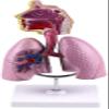 Human Respiratory System Anatomy Model view 1