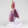 Human Respiratory System Anatomy Model view 2