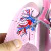 Human Respiratory System Anatomy Model view 3