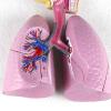 Human Respiratory System Anatomy Model view 4
