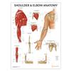 AnatomyStuff Shoulder and Elbow Anatomy Poster, 45 x 60 cm, Upper Limb Diagram, Joint Anatomy view 1