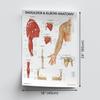 AnatomyStuff Shoulder and Elbow Anatomy Poster, 45 x 60 cm, Upper Limb Diagram, Joint Anatomy view 2