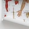AnatomyStuff Shoulder and Elbow Anatomy Poster, 45 x 60 cm, Upper Limb Diagram, Joint Anatomy view 4