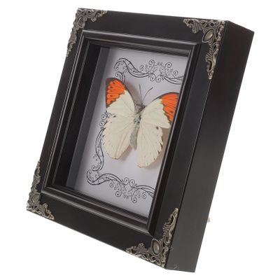 Real Butterfly Frame, Vintage European Style