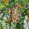 Expel Birds Decorative Owl Bird-Deterrent Hanging Ornament view 2