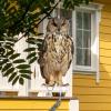 Expel Birds Decorative Owl Bird-Deterrent Hanging Ornament view 3