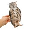 Expel Birds Decorative Owl Bird-Deterrent Hanging Ornament view 4