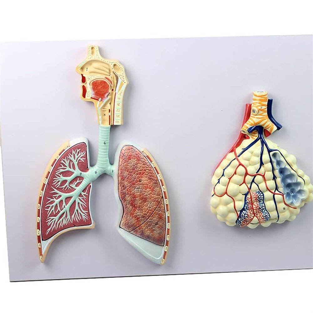 Human Respiratory System Anatomical Model