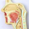 Human Respiratory System Anatomical Model view 3