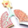 Human Respiratory System Anatomical Model view 4