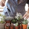 WEITING Indoor Succulent Garden Tool Set with Wooden Handles view 3