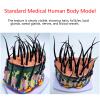 Hair Growth Cycle Model with Enlarged Scalp Follicles view 2
