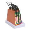 Hair Growth Cycle Model with Enlarged Scalp Follicles view 3