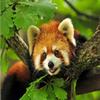 1000-Piece Red Panda Puzzle for Adults view 1