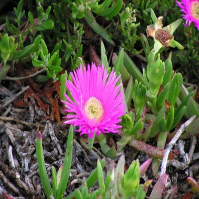 Carpobrotus edulis – Hottentot Fig – 25 Half