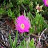 Carpobrotus edulis – Hottentot Fig – 25 Half view 1