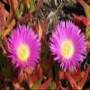 Carpobrotus edulis – Hottentot Fig – 25 Half view 2