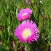 Carpobrotus edulis – Hottentot Fig – 25 Half view 3